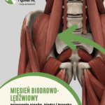 mięsień biodrowo-lędźwiowy