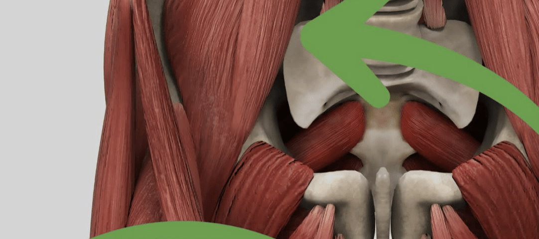 mięsień biodrowo-lędźwiowy